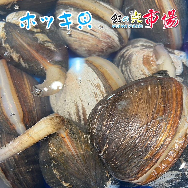 楽天市場】【大好評】生ウニ 小川のうに 約220~250g(一粒 約4cm-5cm) ロシア産＆北海道産 ２pセット : 虹の光