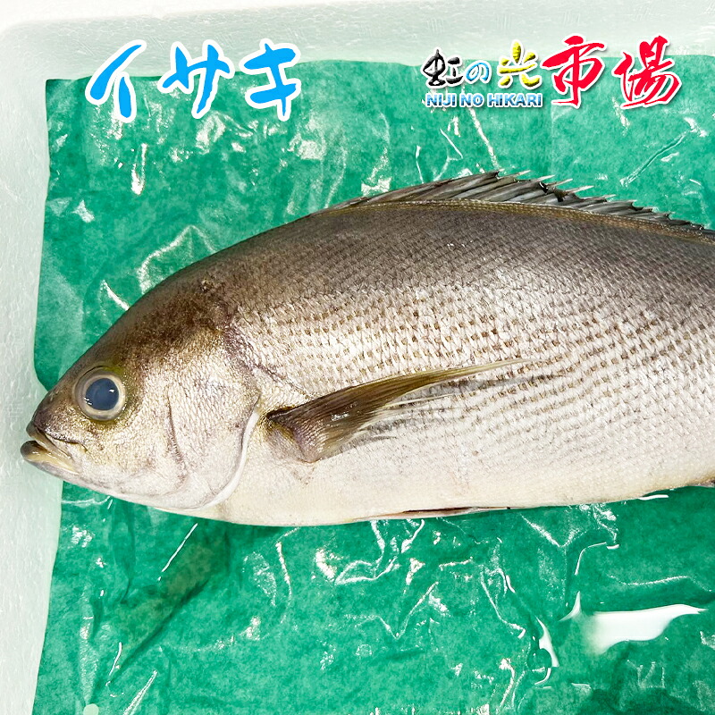 【楽天市場】活〆 イサキ 1尾 約800〜1kg いさき 伊佐木 鶏魚 刺身・皮剥ぎ 塩焼き アクアパッツァ 長崎県:虹の光