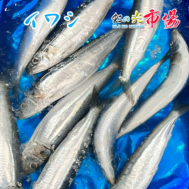 業務用 真いわし 5kg（１尾約80~120g） 太平洋産 鰯 イワシ