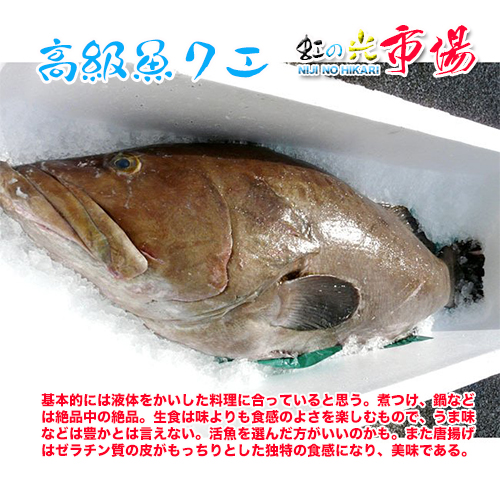 クエ アラ 1尾 約2kg くえ あら 高級魚 海水魚 超高級魚 幻の魚 初回限定お試し価格