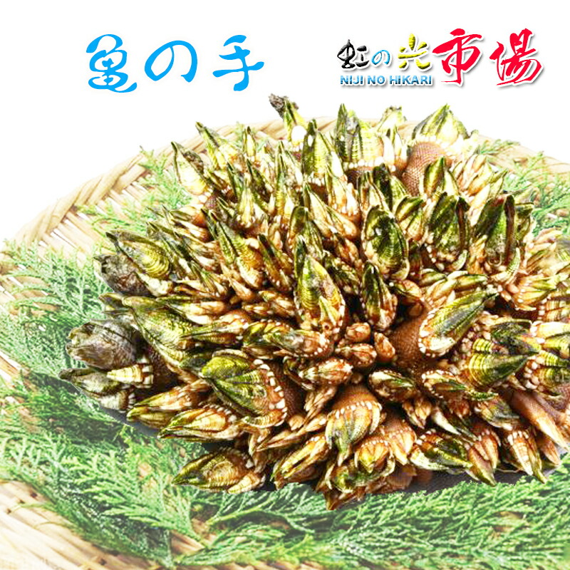 楽天市場】【大好評】生ウニ 小川のうに 約220~250g(一粒 約4cm-5cm) ロシア産＆北海道産 ２pセット : 虹の光