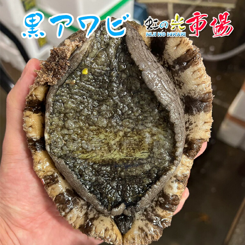 楽天市場】ギフト プレゼント 【 アワビ 煮貝 35g 2パック