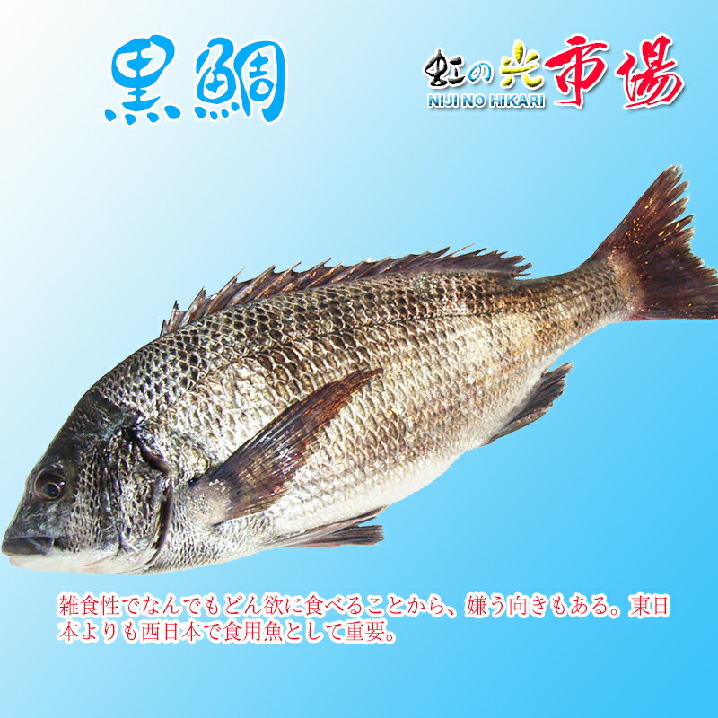 【楽天市場】業務用 黒鯛 １尾（約1kg）鯛 タイ たい 鮮魚 刺身 : 虹の光