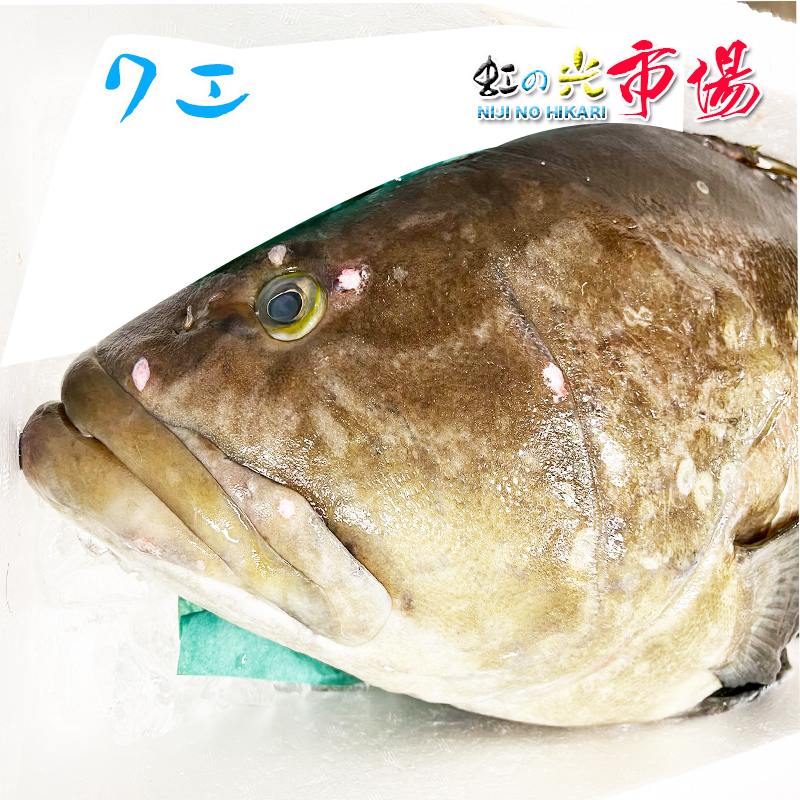 楽天市場 クエ アラ 1尾 約7 ８kg くえ あら 高級魚 海水魚 超高級魚 幻の魚 虹の光