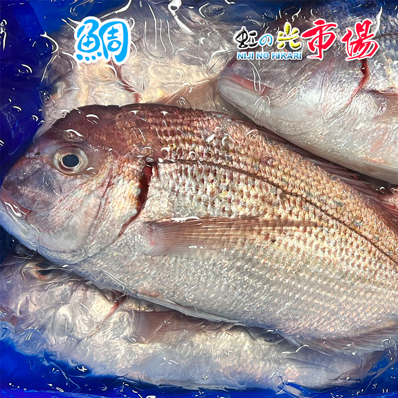 【楽天市場】真鯛 1尾 約1kg前後 タイ たい 鮮魚 水産物 新鮮 : 虹の光