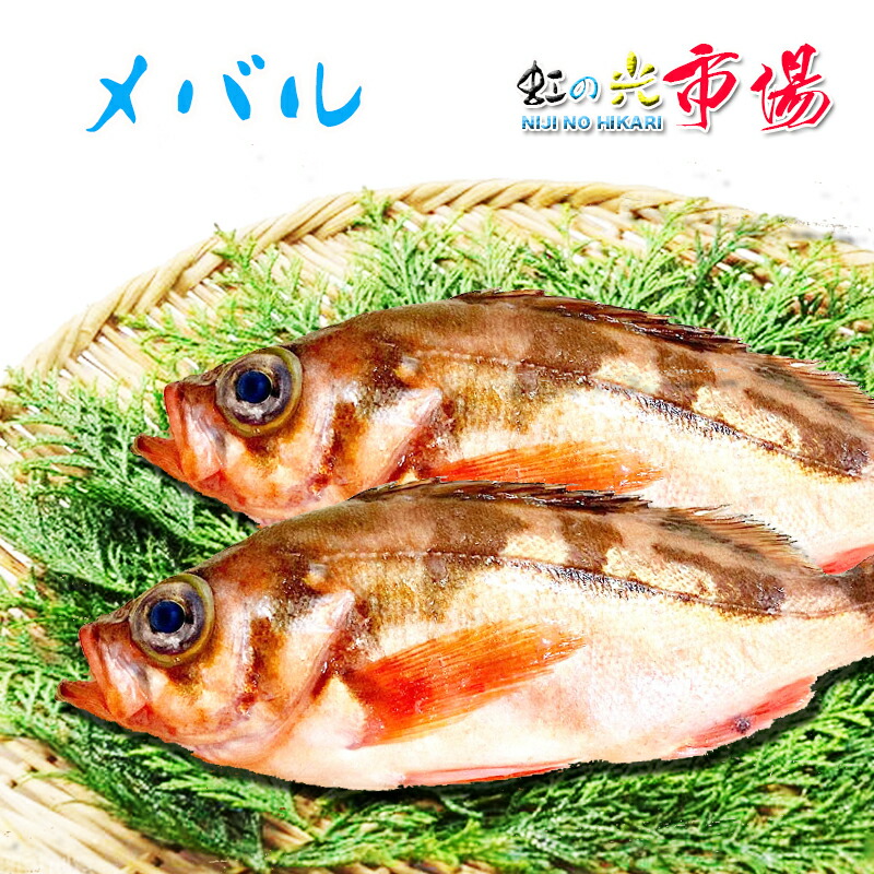 メバル 目張 （2〜4匹で400〜500g原体分） 刺身 煮魚 焼魚 送料