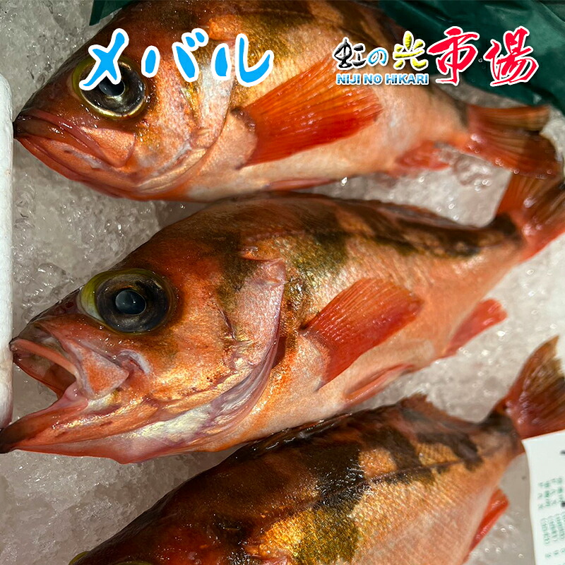【楽天市場】業務用 旬の魚 メバル 3kg 赤目張 アカメバル 海水魚 煮付け 塩焼き 唐揚げ 刺身:虹の光