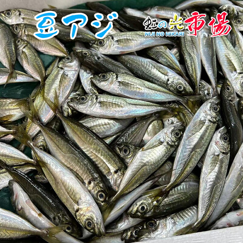 楽天市場】千葉産 まめあじ 1箱約2kg前後 （1尾 約30~60g） じんた ジンタ アジ 鯵 豆アジ : 虹の光