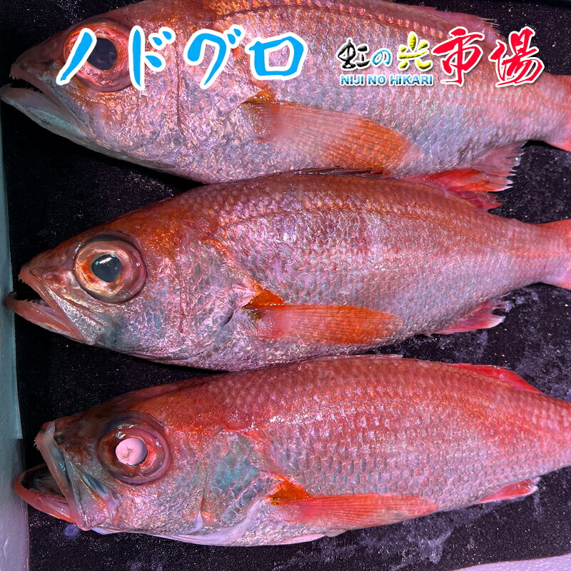 楽天市場】生 ノドグロ 赤ムツ 500g １尾 約２５０g アカムツ 赤むつ のどぐろ 超高級魚 : 虹の光