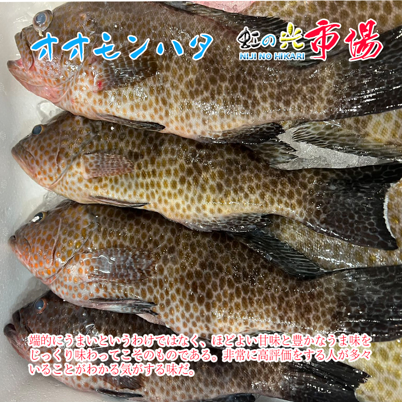 楽天市場 生オオモンハタ 1kg 1尾約300 500g はたはた 蒸魚 刺身 煮つけ 唐揚げ 虹の光