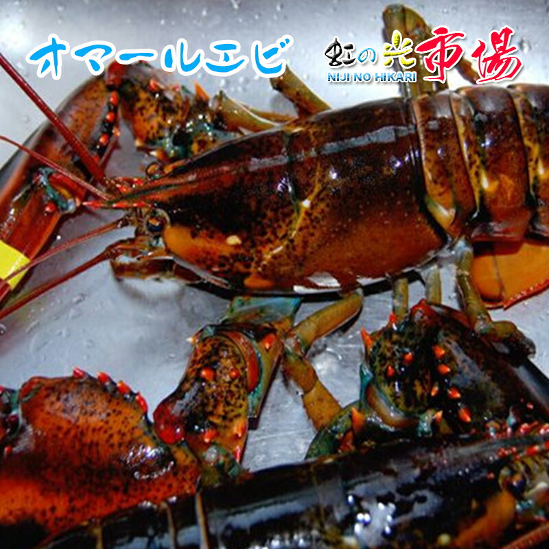 中サイズ 2-3人前 オマールエビ 5尾(1尾400-500g) エビ えび 海老 蝦 バーベキュー・フレンチ|虹の光