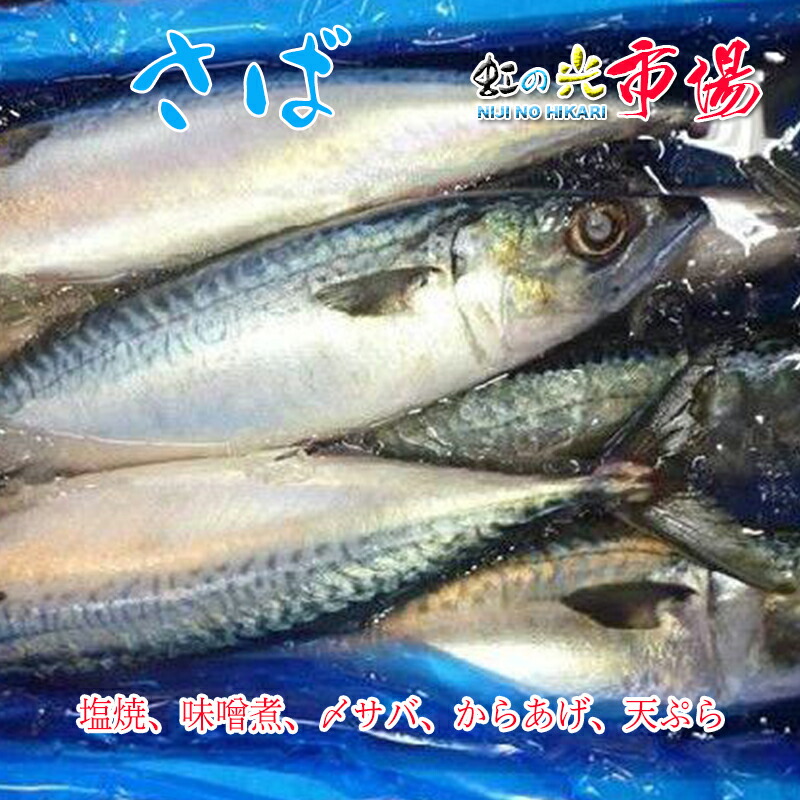 【楽天市場】業務用 静岡・房総産 真サバ 5kg（約5-8尾入）鯖 さば : 虹の光