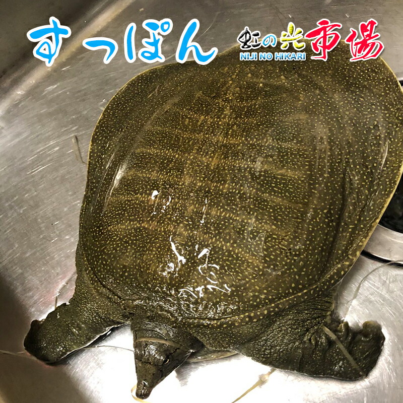 すっぽん カットスッポン 1匹 約800-1kg 【コラーゲンたっぷり美肌】