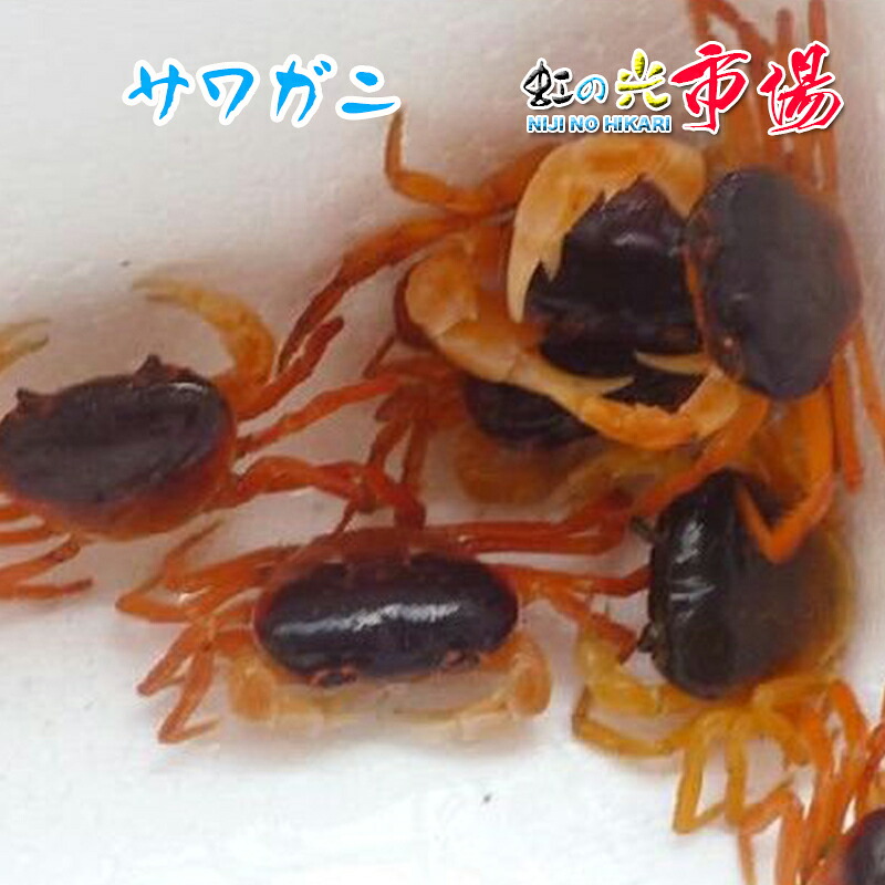 【楽天市場】サワガニ 沢蟹 1パック（約50匹） 宮崎産 さわがに 素揚げ 焼く 天然 ガニ 魚介類 かに：虹の光