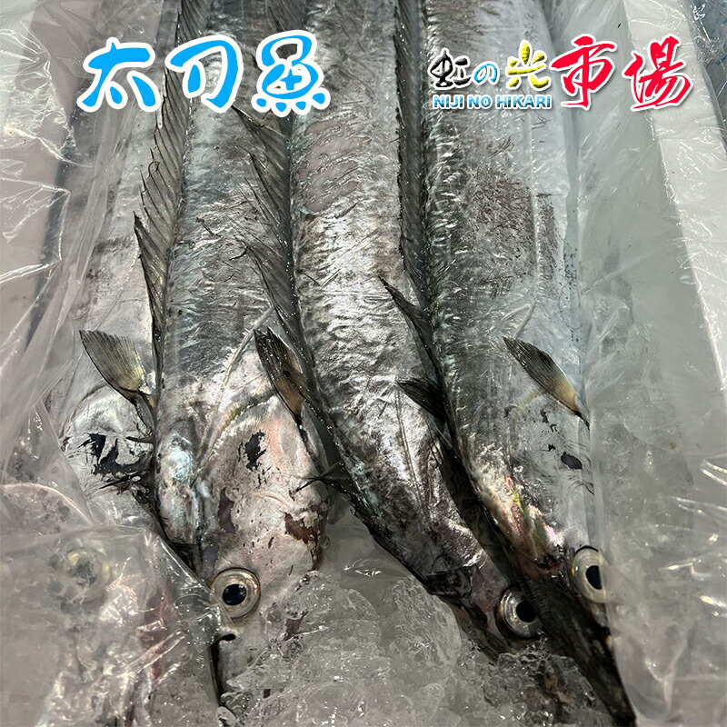 楽天市場】業務用 太刀魚 5kg 約10尾 鹿児島産 たちうお タチウオ : 虹の光