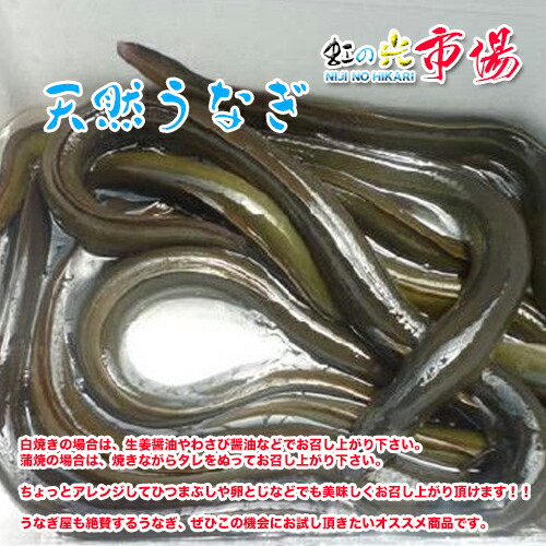 最大54 オフ 天然活 ウナギ 国産 約2 ５尾 約1kg 鰻 うなぎ 蒲焼き 白焼き 豊富で栄養 Fucoa Cl