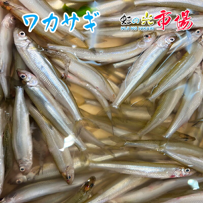 わかさぎの蔵　公魚　２本 楽天市場】青森 小川原 ワカサギ 500g わかさぎ 若鷺 公魚 : 虹の光
