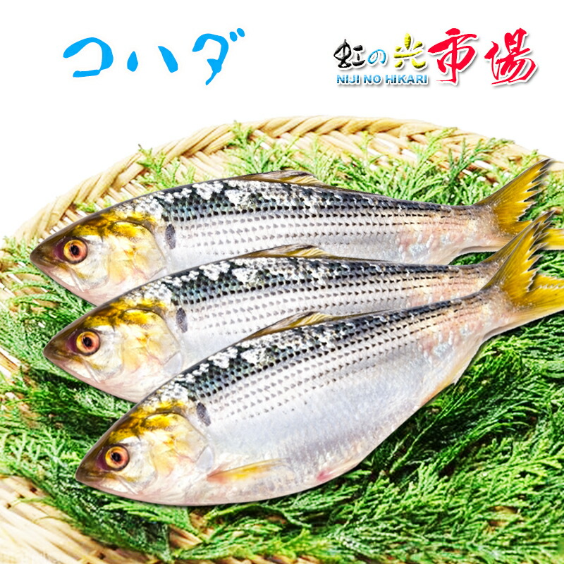 楽天市場】業務用 千葉産 まめあじ 1箱 約8kg (1尾 約30~60g 10 楽天市場】業務用 千葉産 まめあじ 1箱 約8kg (1尾 約30~60g 10