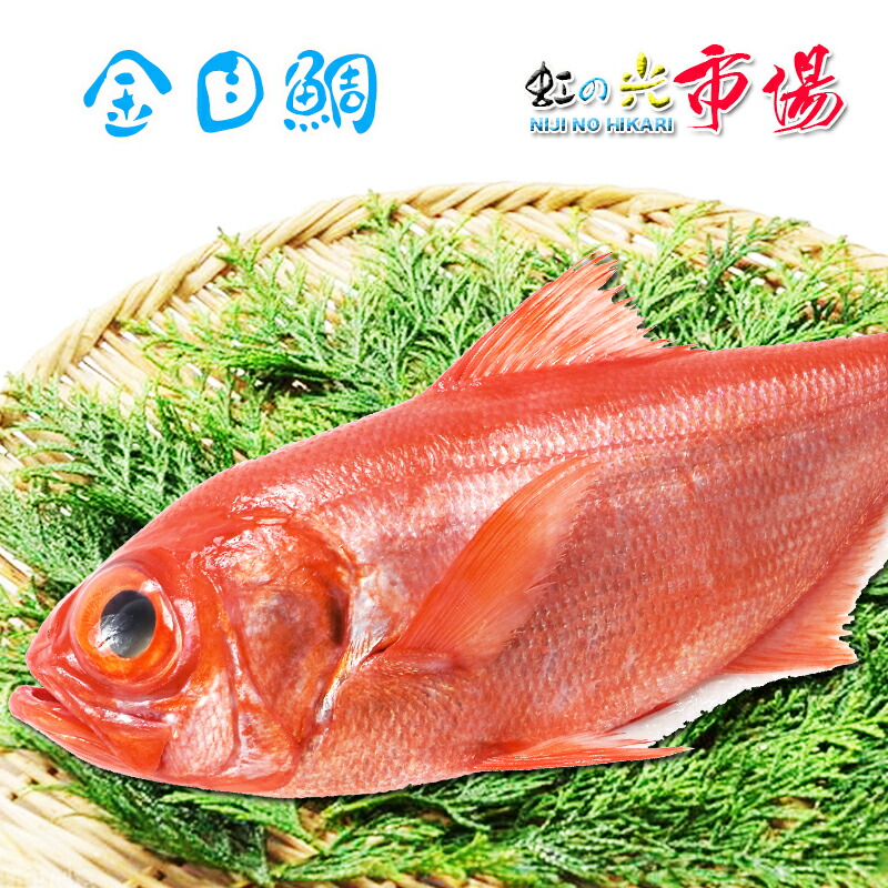 楽天市場】最高級 金目鯛 千葉産［豊洲直送］地金目 1-1.5kg/尾