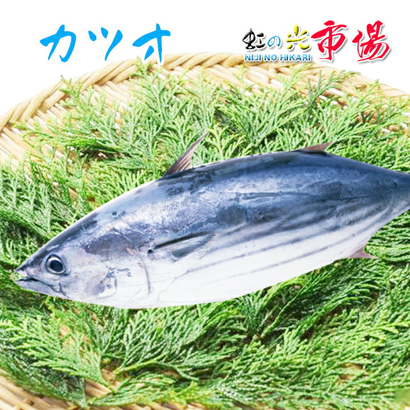 楽天市場】【厳選仕入】カツオ 1尾 まるごと１本 一本釣り（約2~3kg）千葉県産 かつお 鰹 : 虹の光