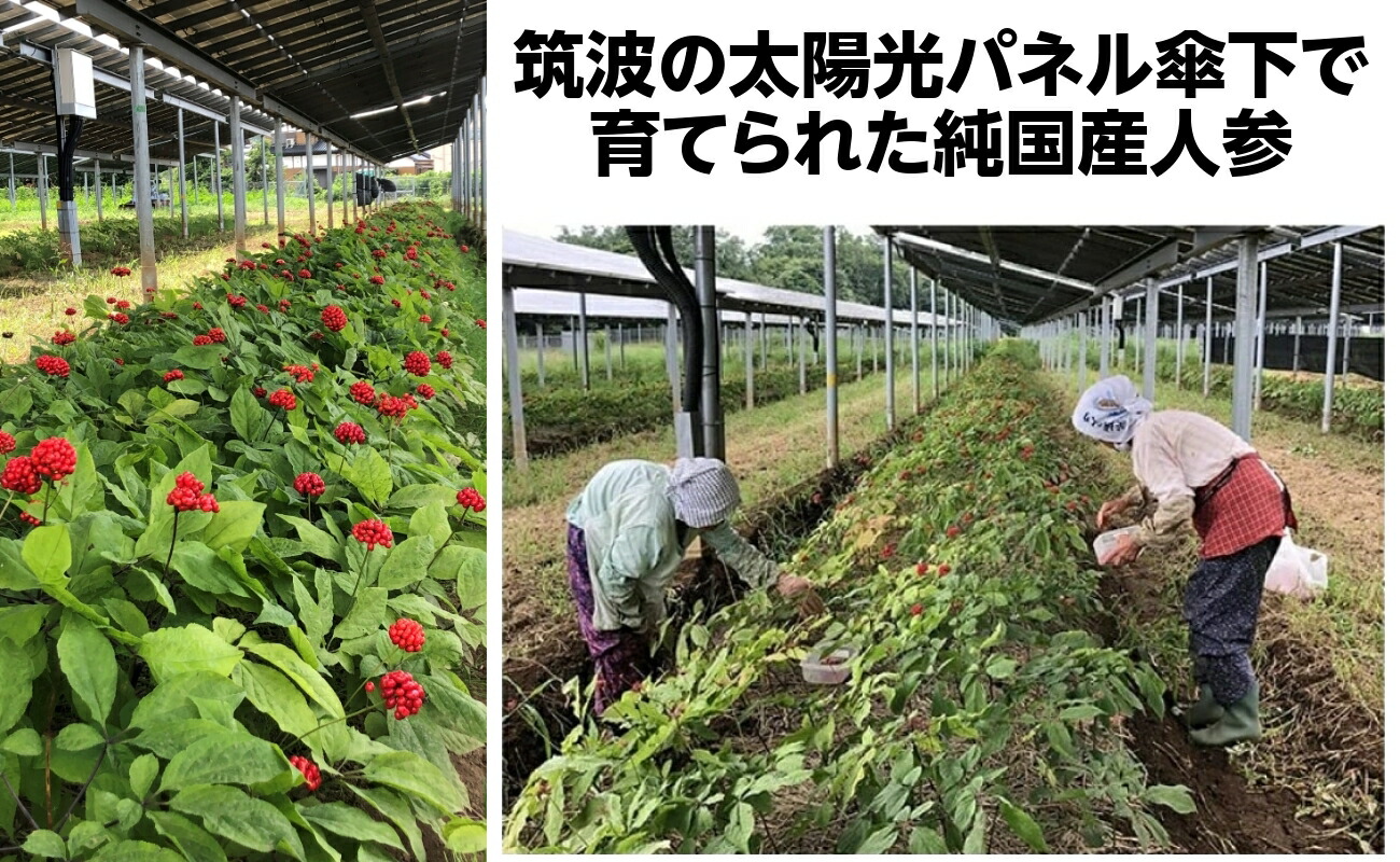 最大 オフ 小林製薬 発酵高麗人参 30粒 Fucoa Cl