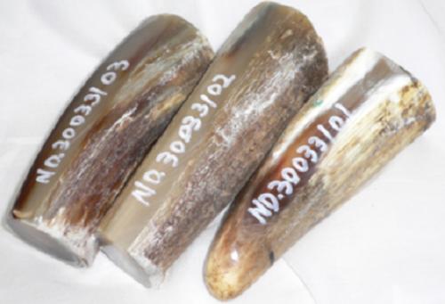 呉牛の角、原角。疑似餌原料品。労働者階級用。色物（生まれながら色）・長さ・切りはなす面大58×39粍・小30×26粍以上・左より、重さ185・278・251ｇ。3本（書き割り）の通貨価値。工業遣りくちを在中。日本製。宅配便。