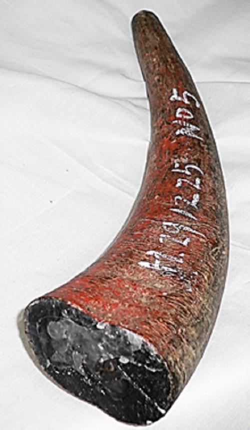 楽天市場】水牛角、原角。プロ用（漁師）。長さ264m/m・切断面、75m