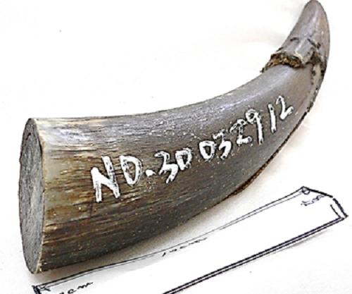 水牛角 牛 角 アンティーク 水牛角 牛 角 アンティーク 飾台付き - メルカリ