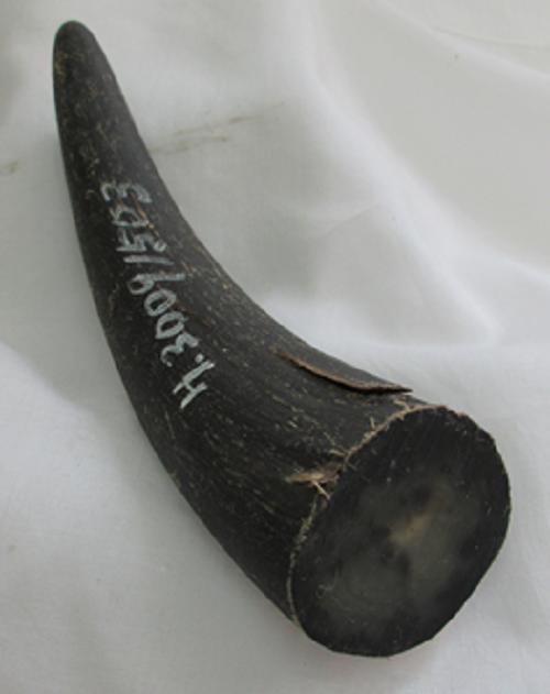 楽天市場】水牛角、原角。疑似餌材。プロ（漁師）用。ノギ入り