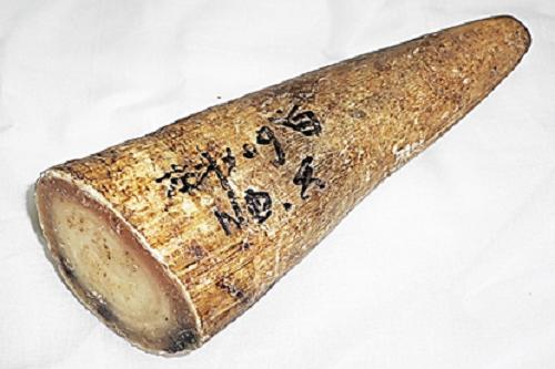 楽天市場】水牛角、原角。プロ用（漁師）。長さ264m/m・切断面、75m