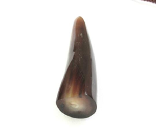 水牛角 楽天市場】本オランダ水牛角、原角。看板角。プロ用（展示用）、本