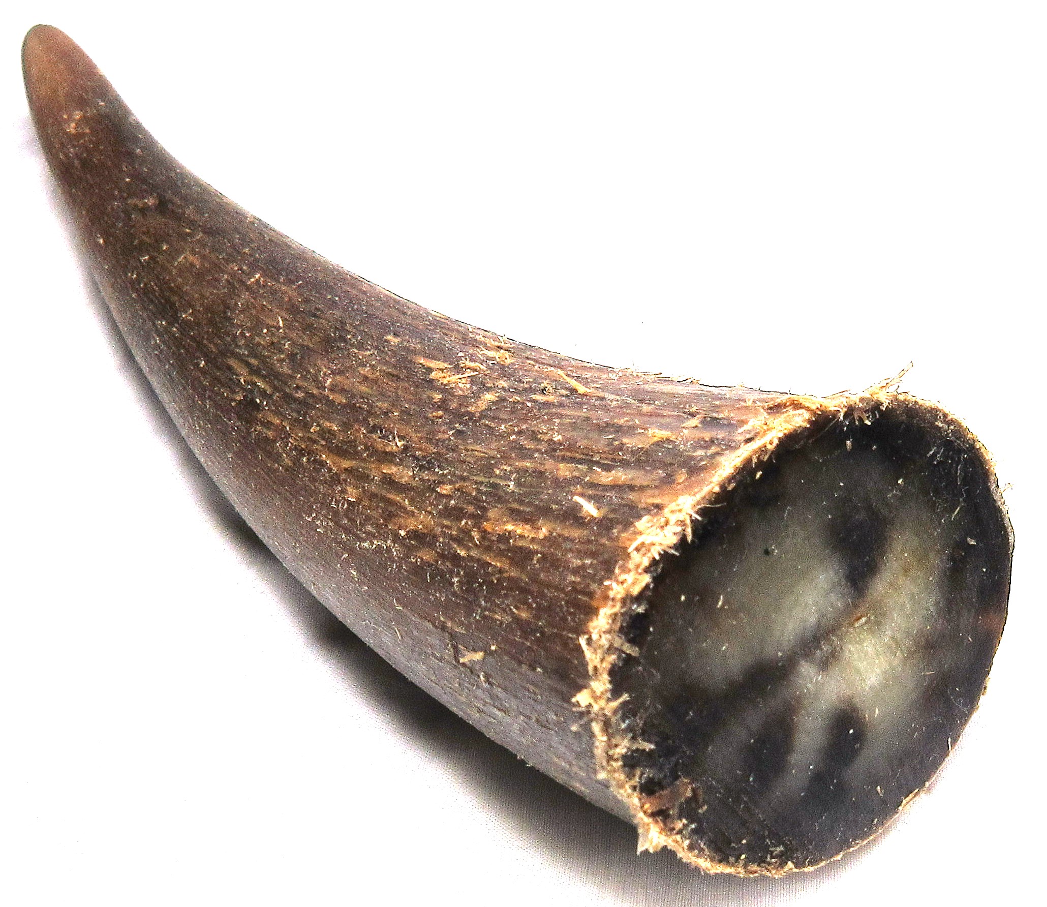 楽天市場】水牛角。疑似餌材料。プロ用（漁師）。本オランダ水牛の角