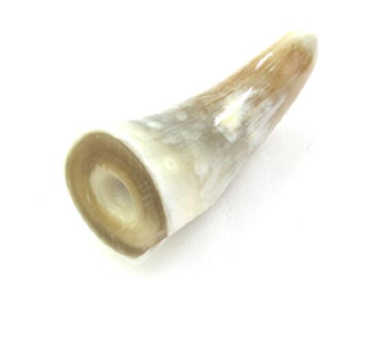 楽天市場】水牛角、原角。プロ用（漁師）。長さ264m/m・切断面、75m