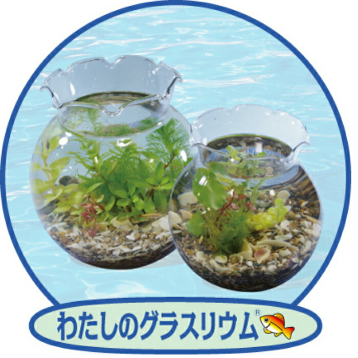 楽天市場 ポラン大 金魚鉢 小さいメダカ水槽 小さい金魚水槽 可愛い水槽 小さい熱帯魚水槽 可愛い熱帯魚水槽 ｋｏｙｏ生科学研究所 楽天市場店