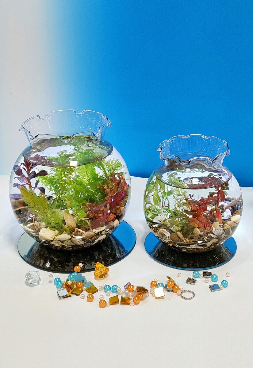 楽天市場】ポラン中（ガラス容器のみ）熱帯魚水槽 アクアリウム