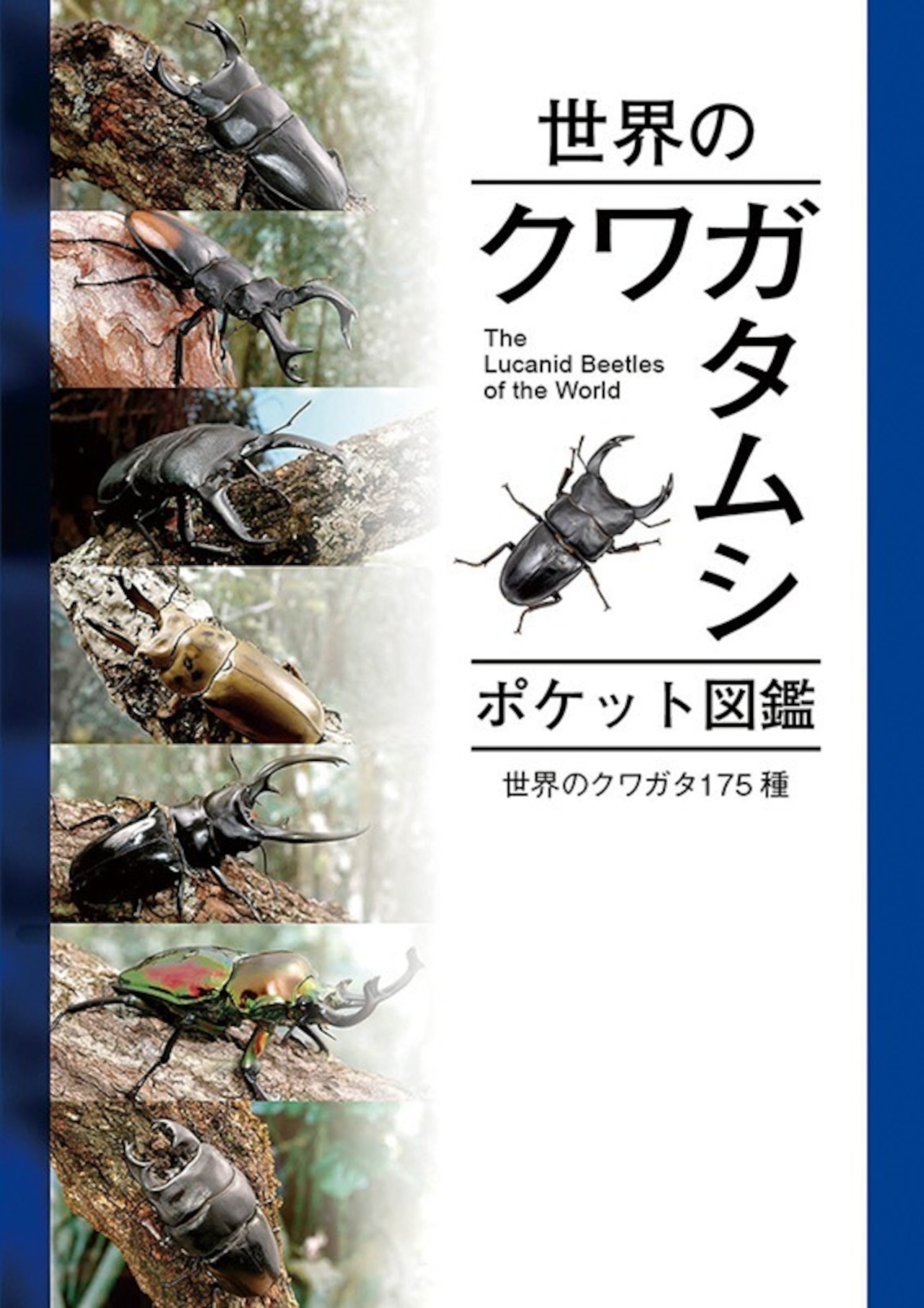 「tuzumi」世界のクワガタ虫大図鑑(むし社) 世界のクワガタムシ大図鑑 -むし社- ◇即納 送料無料