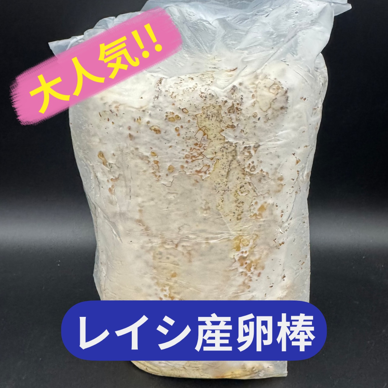 楽天市場】特選 カワラ菌床レイシ材（産卵木） 2本入りセット