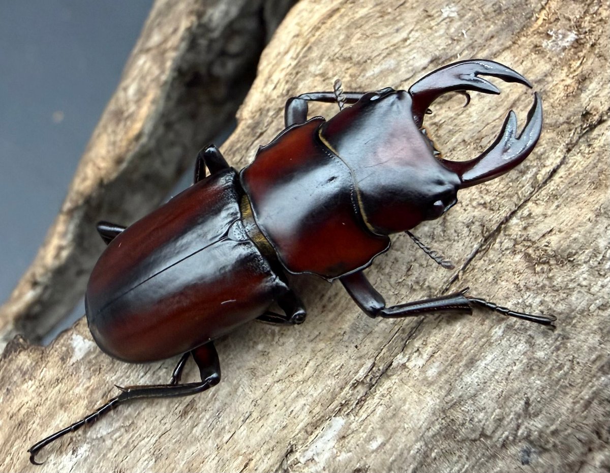 【送料無料】 【WD】《アカヘリセスジ 30mm ペア》 昆虫 飼育 おすすめ クワガタ カブトムシ KPW｜クワカブ専門ショップKPW