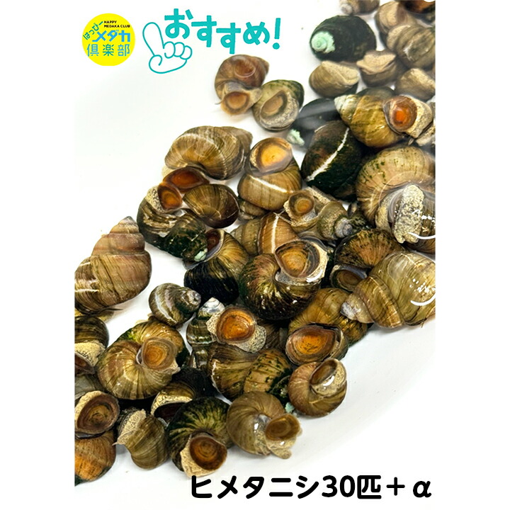 楽天市場】◇まとめ買い◇【ヒメタニシ50匹＋α】メダカ アクアリウム メダカ飼育 水質浄化 水質改善 エサの食べ残し処理 コケ取り :  ハッピーメダカクラブ