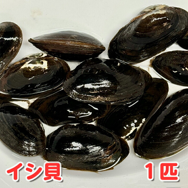 楽天市場】【ドブ貝（1匹）】淡水魚 二枚貝 タナゴ カネヒラ 産卵 繁殖 川魚 観賞魚 水質浄化 グリーンウォーター対策 ビオトープ :  ハッピーメダカクラブ