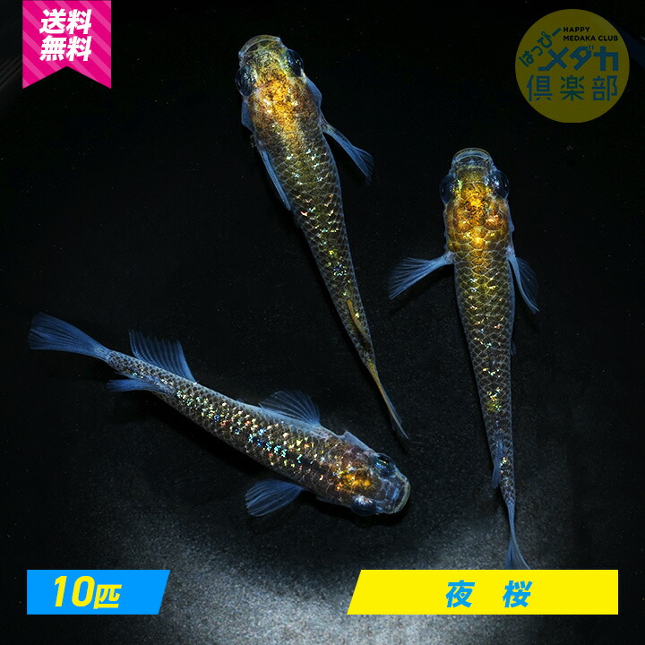 楽天市場】◇大特価!!◇【ヒメタニシ100匹＋α】メダカ アクアリウム メダカ飼育 水質浄化 水質改善 エサの食べ残し処理 コケ取り :  ハッピーメダカクラブ