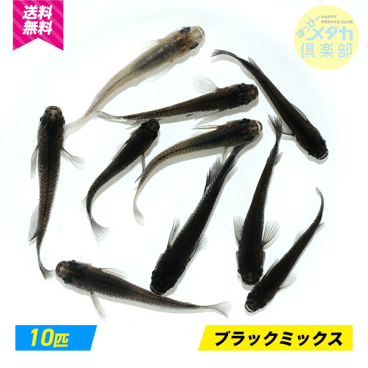 楽天市場】◇大特価!!◇【ヒメタニシ100匹＋α】メダカ アクアリウム メダカ飼育 水質浄化 水質改善 エサの食べ残し処理 コケ取り :  ハッピーメダカクラブ