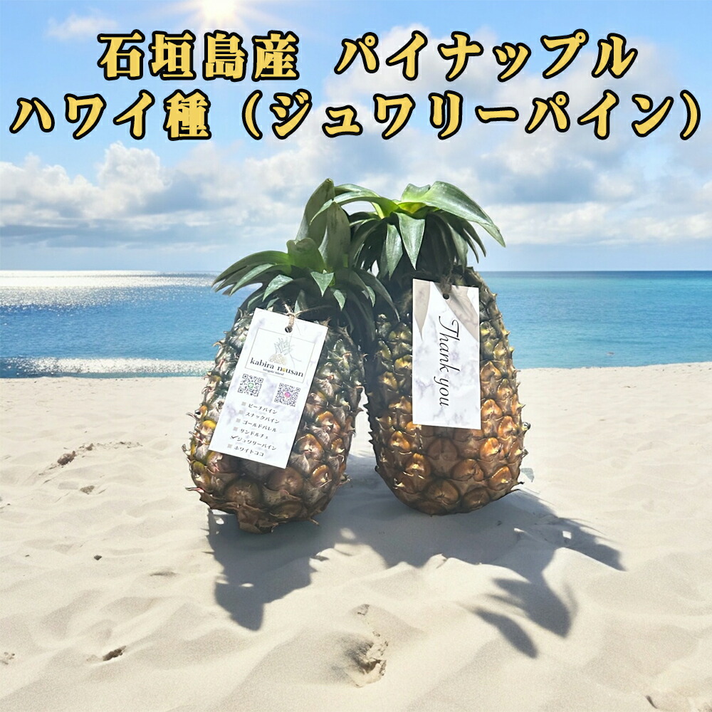 予約販売 6月中旬発送予定 パイナップル ハワイ種 フルーツ 果物 南国 ギフト 父の日 沖縄県産 石垣島産 パイナップル ジュワリーパイン 3玉/6玉 パイン農家直送
