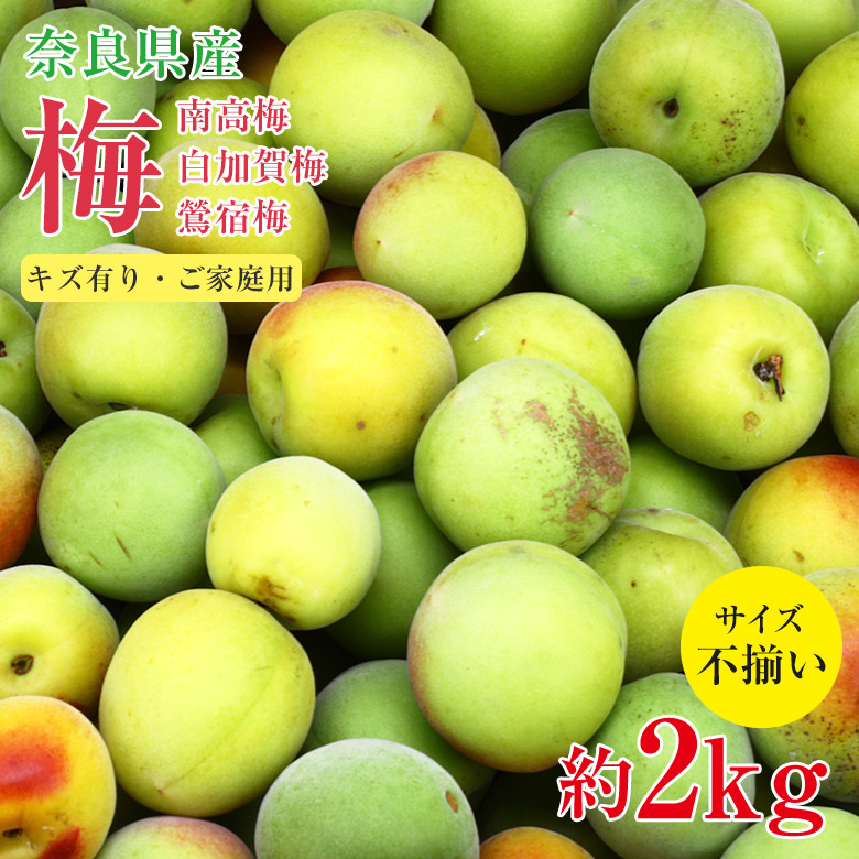 Nana様 山梨県産 樹成り中熟~完熟 白加賀梅 25kg 青梅 終了