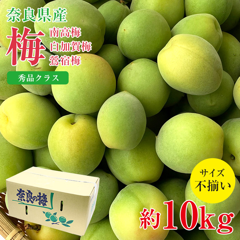 【6月初旬から順次ご発送】【 秀品 南高梅 白加賀梅 鶯宿梅 約10kg 】送料無料 産地直送 秀品 梅 紀州 紀州南高梅 青梅 南高梅 奈良県 梅 梅干し 梅ジュース 梅酒 加工用 約 10kg サイズふぞろい 家庭用 ご家庭用 サイズ混合 訳アリ ワケアリ