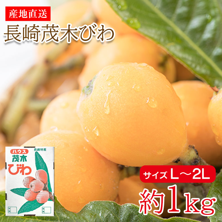 ビワの苗木 茂木【果樹の苗木 12～15cmポット 1年生 接木苗／1個