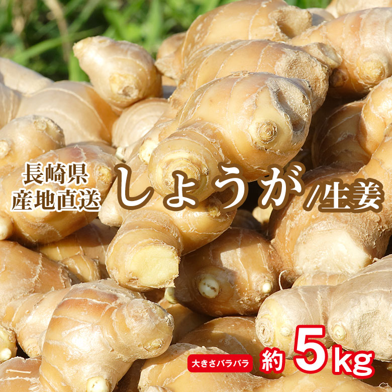 21 予おおよそ是認中心点 送料無料 故郷直送 長崎県造る ショウガ ジンジャー しょうが 新式ショウガ 性情しょうが ひねしょうが お手掛け生姜 約 5kg 蔬菜 薬味 新生姜 21歳次 生姜意味あり 大きさ綯いまじる 大きさバラバラ 訳あり 家人要脚 Tharsismining Com