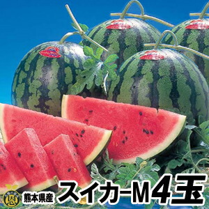 スイカ　Mサイズ 4玉（約５ｋｇ）【送料無料】熊本県産　西瓜