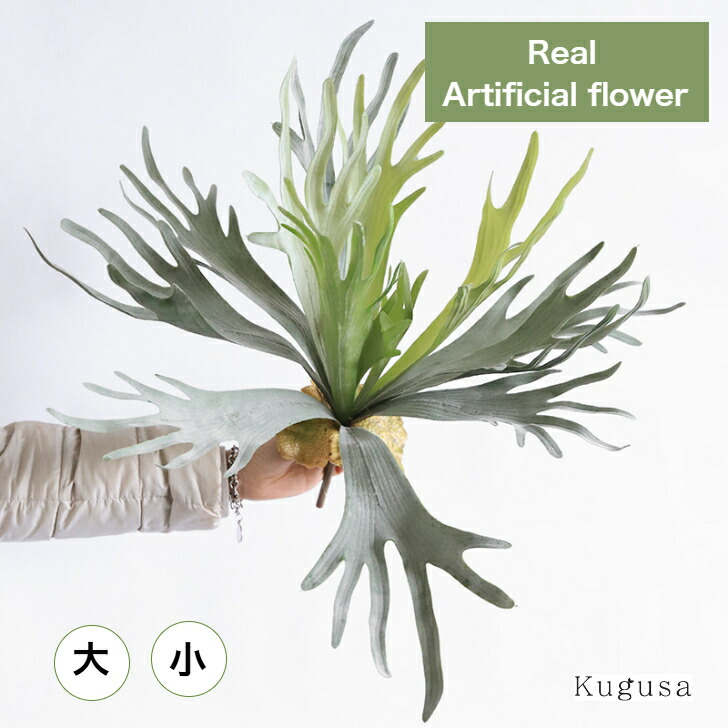 楽天市場】ゆうパック 送料無料 frog_yamato【ridleyi dwarf