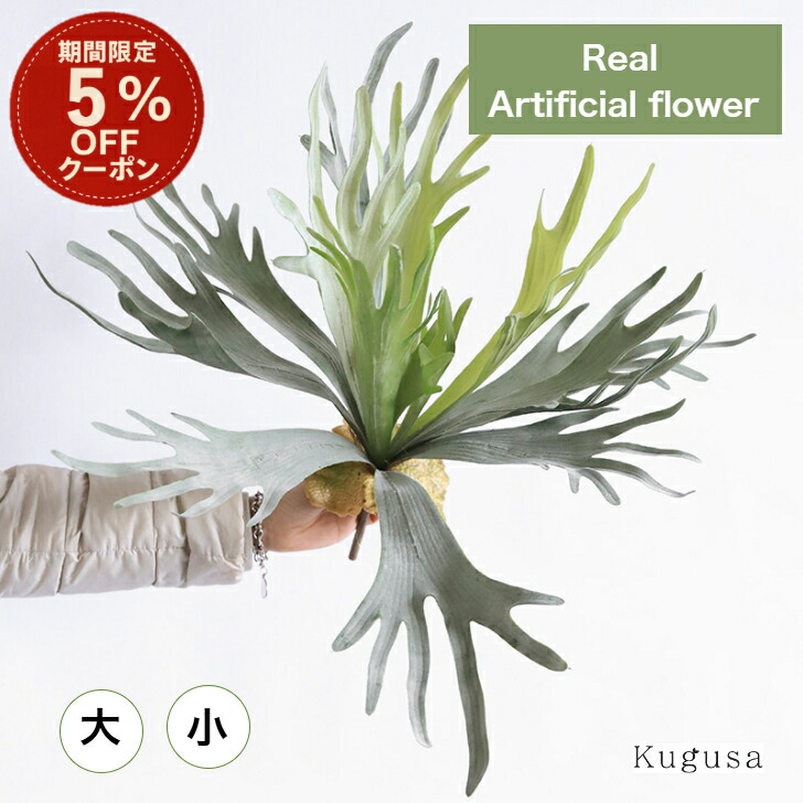 楽天市場】ビカクシダ スパーバム 壁掛け : ワンダープランツ